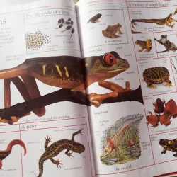 The Children's Visual Dictionary 1027422