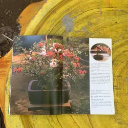  BONSAI KỸ THUẬT CHĂM SÓC CÂY CẢNH  759675