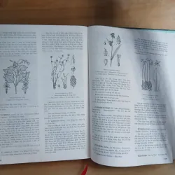 Từ Điển Thực Vật Thông Dụng (Tập 1) - Võ Văn Chi 976204