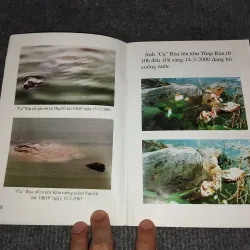 KỂ CHUYỆN VỀ RÙA Ở HỒ GƯƠM 993105