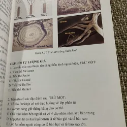 Mô học - PGS.TS.BS. PHAN CHIẾN THẮNG ; PGS.TS.BS. TRẦN CÔNG TOẠI; 240 trang khổ lớn  1021338