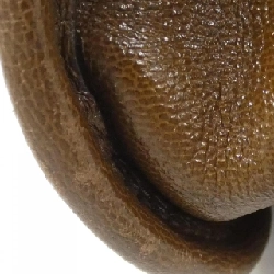 GUCCI HORSEBIT 1955 623694 GY5OG Túi - Hàng hiệu Chính hãng 764879