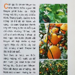 Từ Điển Tranh Về Các Loại Củ, Quả 8160