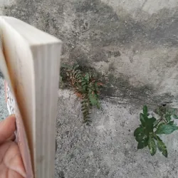 Những kiếp hoa dại của Vương Trí Nhàn  1026224