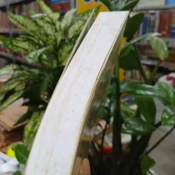HỒ ĐỒ HỌC - DƯƠNG THU ÁI, NGUYỄN KIM HANH, DƯƠNG THÙY ANH  1036585