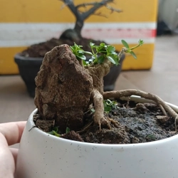 Sam hương ôm đá siêu mini 446280