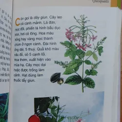 TỪ ĐIỂN TRANG VỀ CÁC LOẠI CÂY  571018
