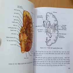 GIẢI PHẪU ĐẦU MẶT , NGỰC BỤNG, CHI TRÊN DƯỚI  760731