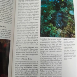 diving indonesia 498938