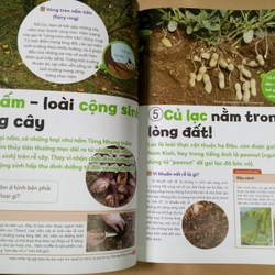 Từ điển hình ảnh trực quan - Trong lòng đất 532446