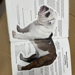 Bulldog - A Kennel Club Book 313504