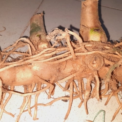 Củ cát lồi - củ cây mía dò, củ tươi 