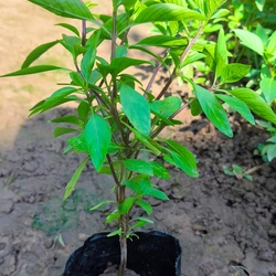 Chậu cây húng quế 478550