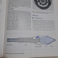 Nội tiết học sinh sản nam  323993