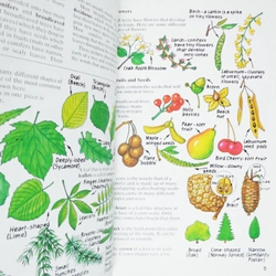 Usborne Spotter's Guides: Trees 461727
