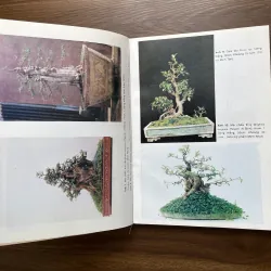 Bonsai 🌿🌿 961565