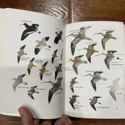 Chim Việt Nam - Cuốn sách hướng dẫn về các loài chim Việt Nam  (8) 716507