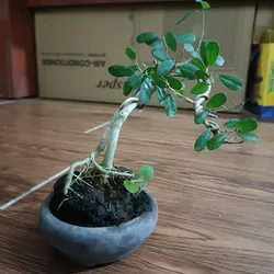 Linh sam văn nhân siêu mini [Bonsai siêu mini để bàn] 563900