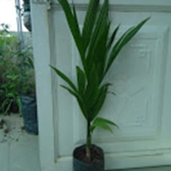Cây cau ăn trái, cây giống, như hình ảnh 78132