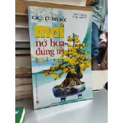 Cách chăm sóc mai nở hoa đúng Tết - Việt Chương, Phúc Quyên