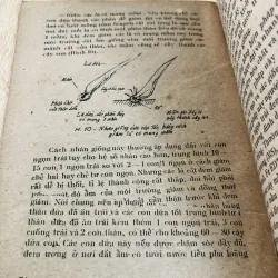 CÂY DỨA VÀ KỸ THUẬT TRỒNG DỨA Ở MIỀN NAM 956945