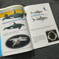 Who Would Win? Killer Whale vs. Great White Shark - Jerry Pallotta 754576