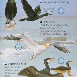 Usborne Spotter's Guides: Birds 195861