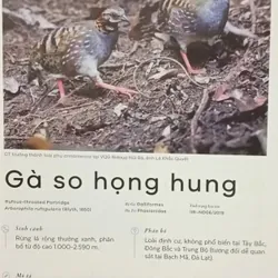 Các loài chim Việt Nam (Lê Mạnh Hùng) 736179