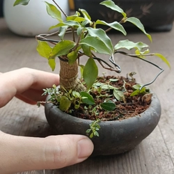 Hồng ngọc mai siêu mini [Bonsai siêu mini] [Bonsai để bàn] 462211