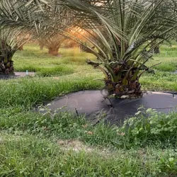 Bạt Phủ Cỏ Tại Tam Kỳ – Chống Cỏ Dại 100%, Bền 3–5 Năm | Kim Châu Hà 716474