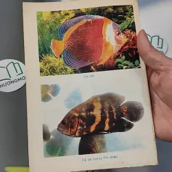 [XƯA] Thú Chơi Cá Kiểng Xưa Và Nay (1996) - Việt Chương 775981