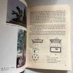 Bonsai cây kiểng cổ - Trần Hợp 567329