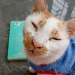 Tâm An Lạc, Đức Nhiếp Chính Vương  786643