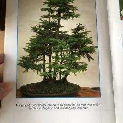 Chăm sóc tạo dáng bonsai toàn tập 973617