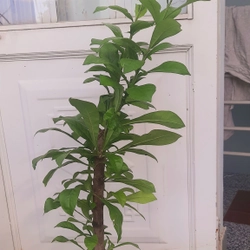 Cây đào tiên, cây như hình, chiều cao 60-80cm