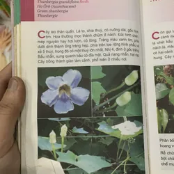 Từ điển tranh về các loại cây🐟 722665