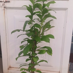 Cây đào tiên, cây như hình, chiều cao 60-80cm 502892
