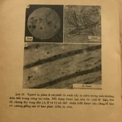 Phôi sinh học hiện đại, CHARLES W. BODEMER 709172