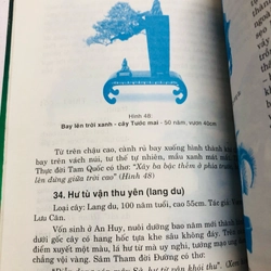 BONSAI CÂY DÁNG, THẾ VÀ NON BỘ 447857