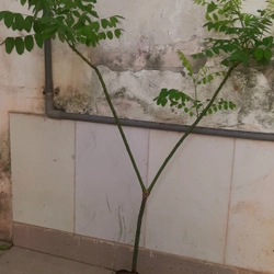 Cây hoa hòe, chiều cao 80-90cm 502648
