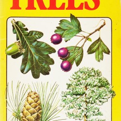 Spotter's Guide to: Trees