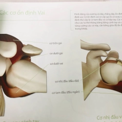HƯỚNG DẪN VỀ GIẢI PHẪU CHỨC NĂNG TRONG YOGA CÁC CƠ CHÍNH TRONG YOGA  460439