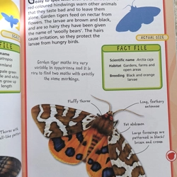 SPOT 50 INSECTS  405261