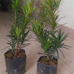 Cây tùng La Hán, chiều cao 40cm, như hình chụp  501590