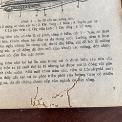 SINH HỌC 8 (XB 1998) 474361