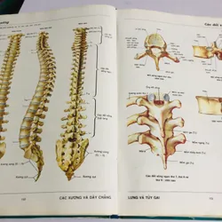 3. ATLAS GIẢI PHẪU NGƯỜI  565266