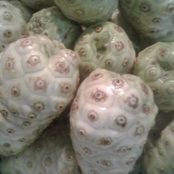 Trái nhàu tưoi