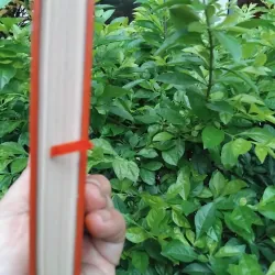 Tuyển tập thơ ca trù  994813