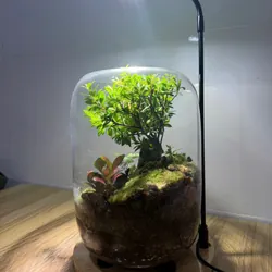 Bể terrarium nhà Xanh Zone 1063219