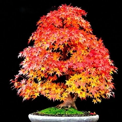 Hạt giống cây phong lá đỏ Bonsai – Bịch 10 hạt – Mã số 1365